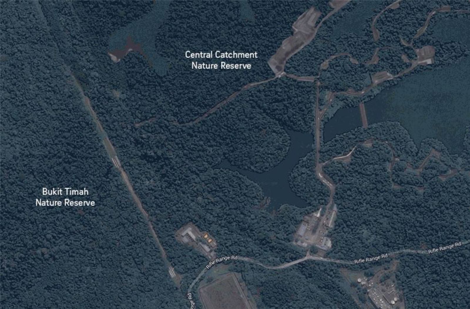 A bridge for pangolins, image 1