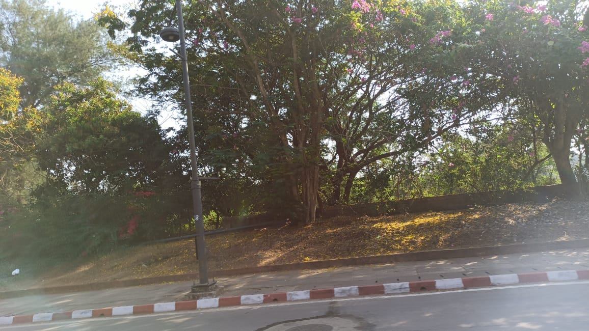 Old trees along a road in Panaji